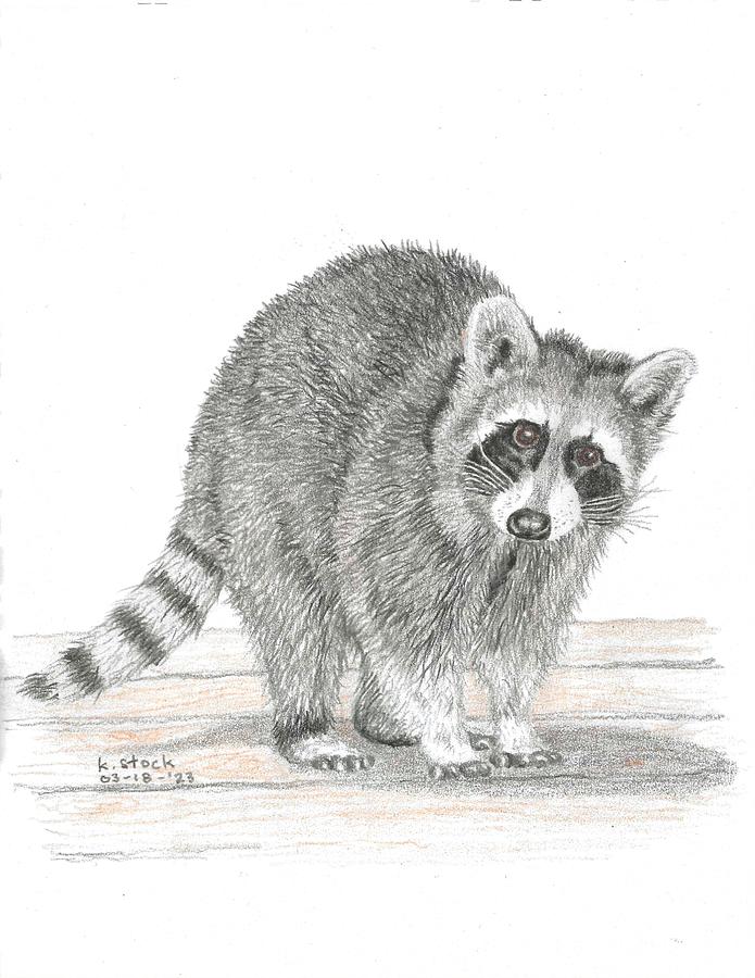 Racoon Drawing by Kenneth Stock Racoon Drawing by Kenneth Stock