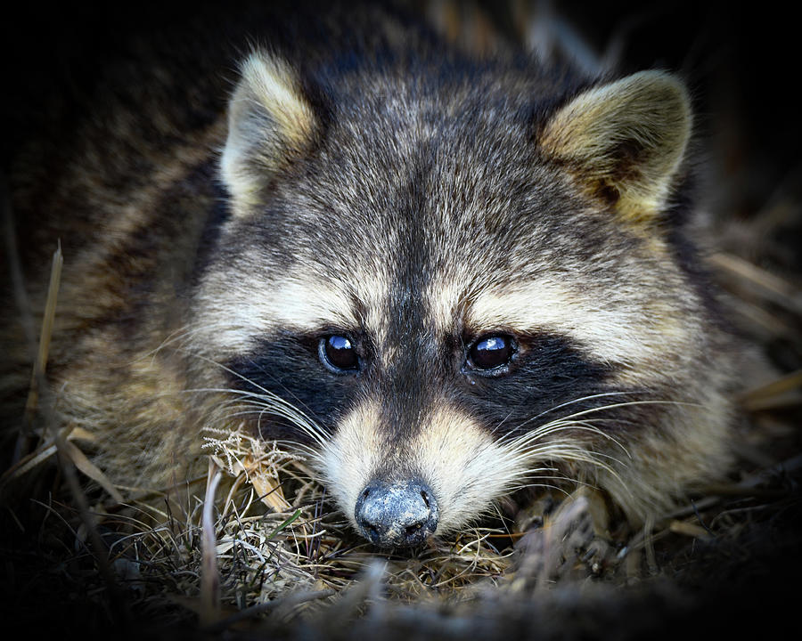 Racoon Photograph by Michelle Wittensoldner