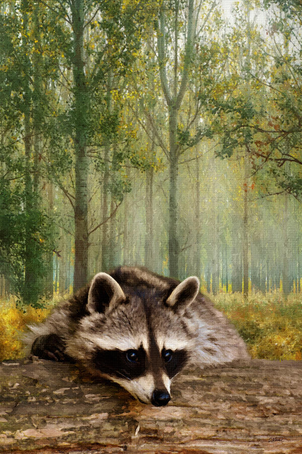 Raccoon on Log - DWP1353808 Painting by Dean Wittle