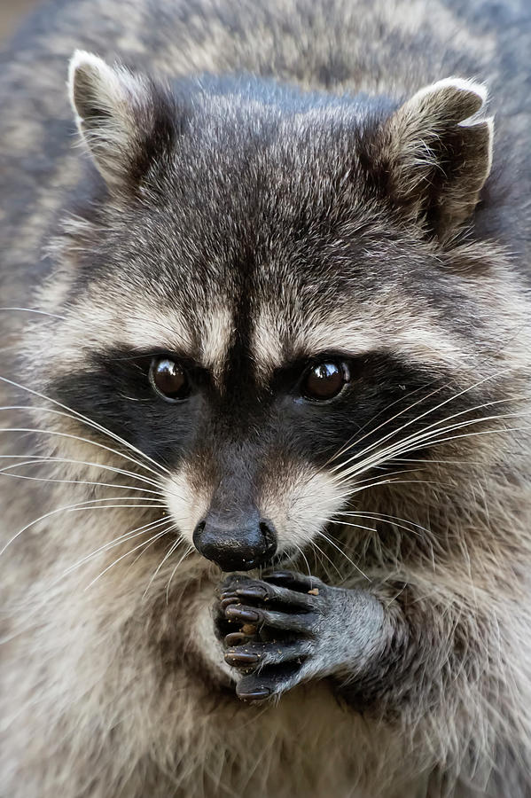 Racoon prayer Photograph by Terry Dadswell