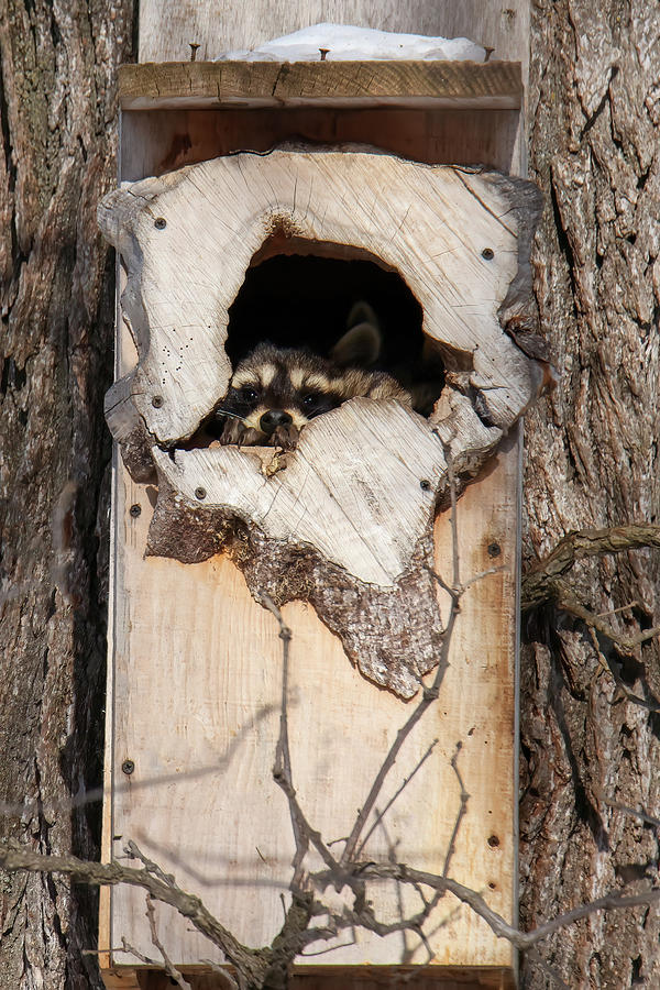 Racoons in Nestbox Photograph by Brook Burling
