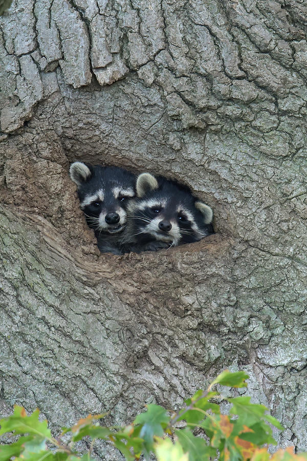 Racoons In Tree Photograph by Brook Burling