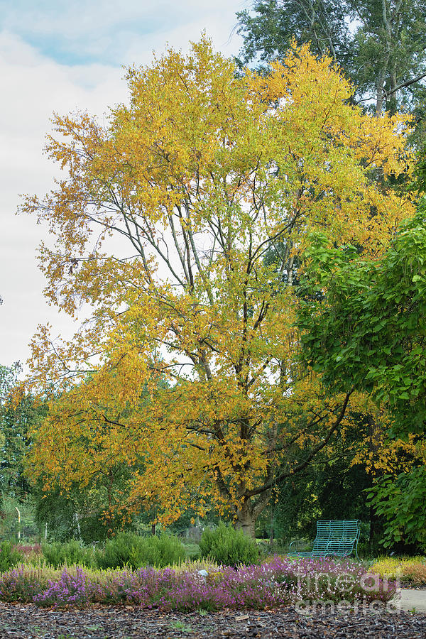 Raddes Birch Tree in Autumn Photograph by Tim Gainey