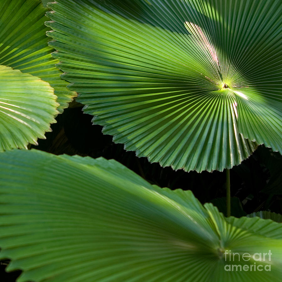 Radial Charm, Licuala Cordata Palm, FNQ. Photograph by Kerryn Madsen-Pietsch