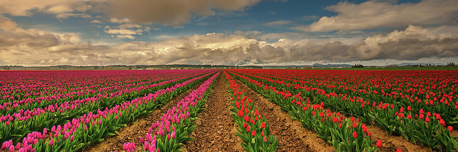 Tulip Photograph - Radial Colors by Dan Mihai