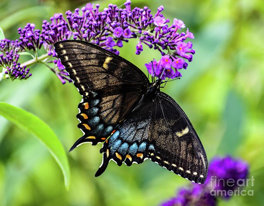 Radiant Black Female Eastern Tiger Swallowtail Photograph By Cindy