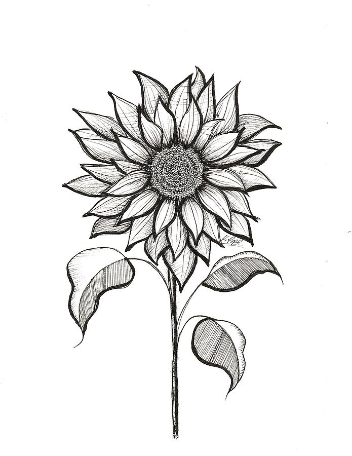 Radiant Bloom Sunflower in Ink Drawing by Kenneth Pope