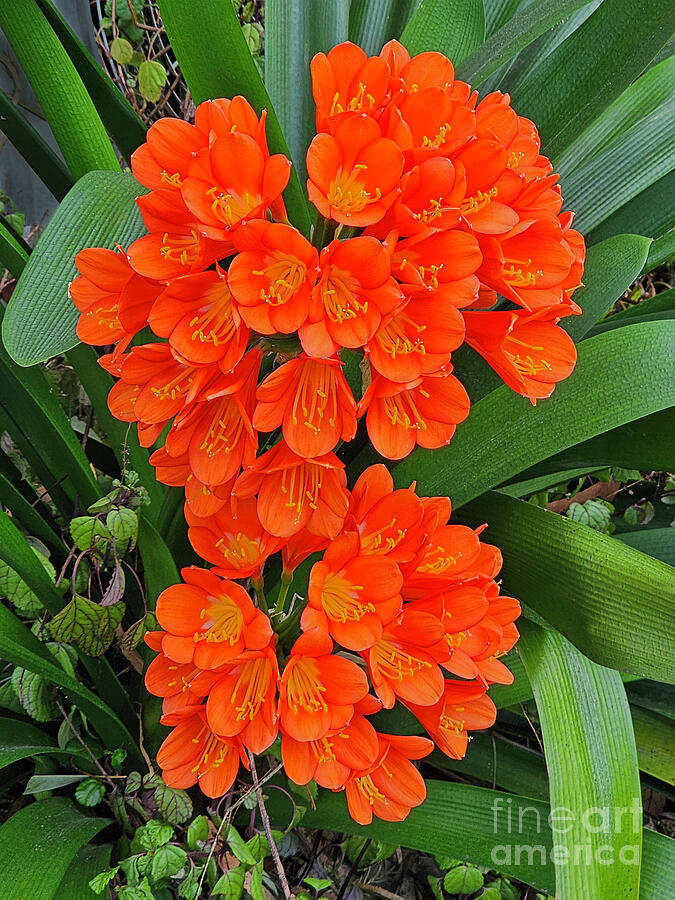 Radiant Clivia Blooms by Kaye Menner Photograph by Kaye Menner Radiant Clivia Blooms by Kaye Menner Photograph by Kaye Menner