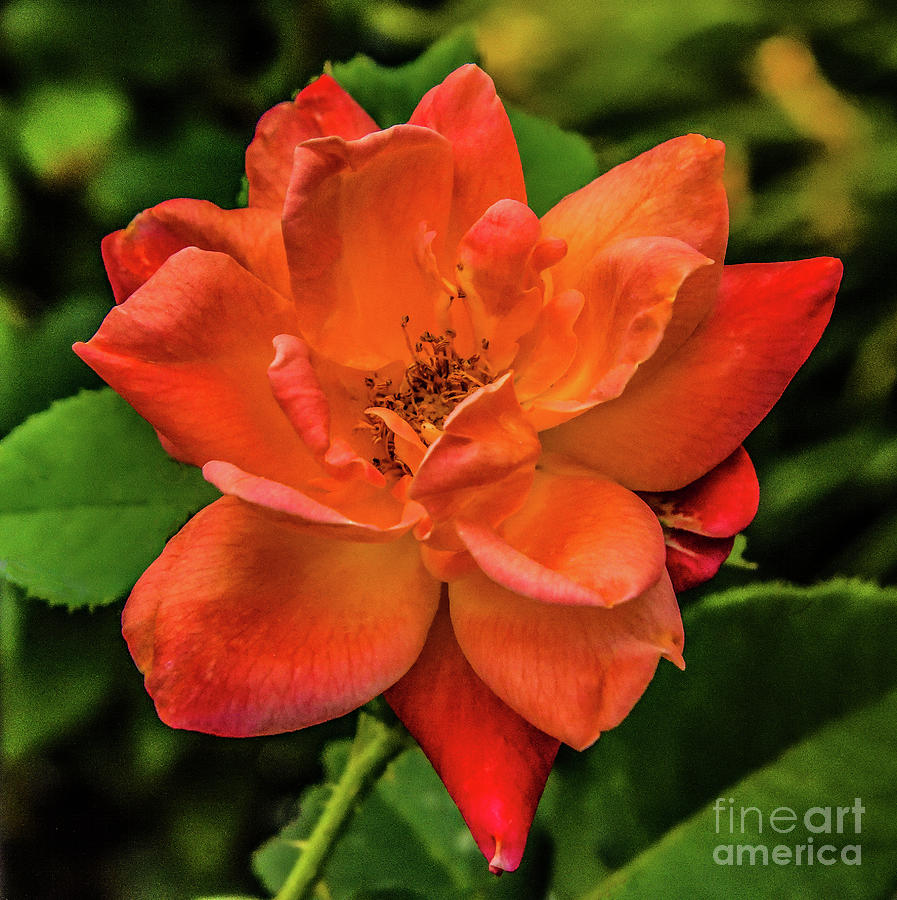 Radiant Coloring of A Joseph's Coat of Many Colors Rose Photograph by ...