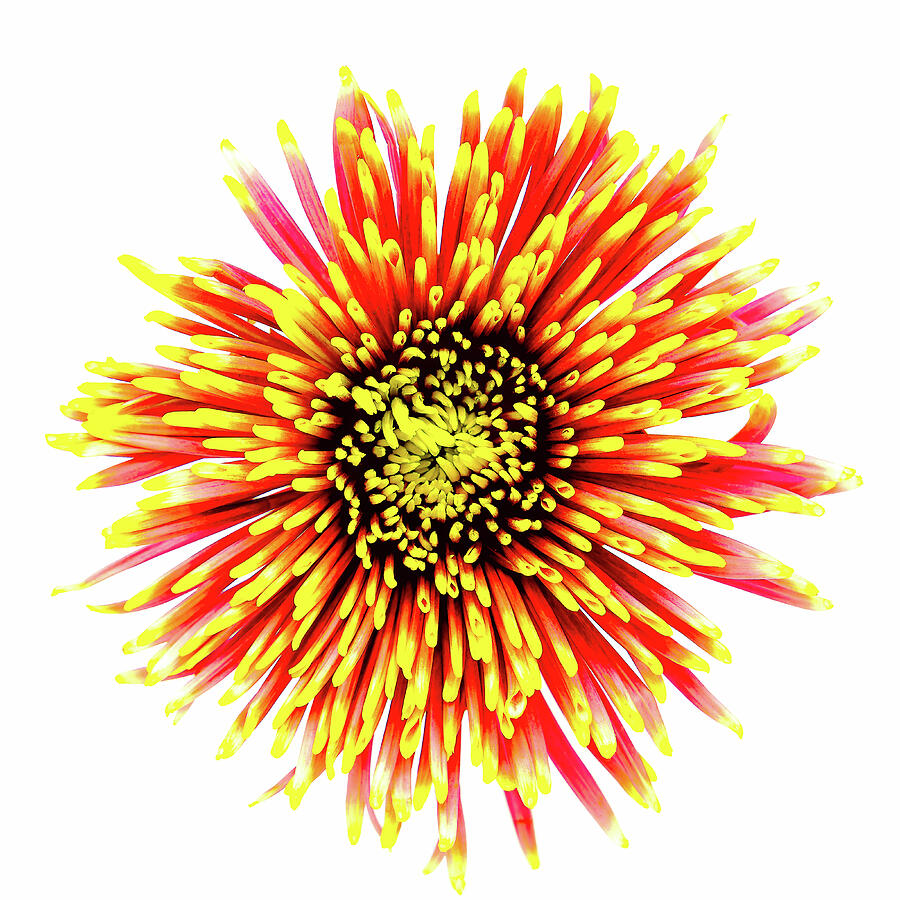 Radiant Dahlia Burst Photograph by John Wright Radiant Dahlia Burst Photograph by John Wright