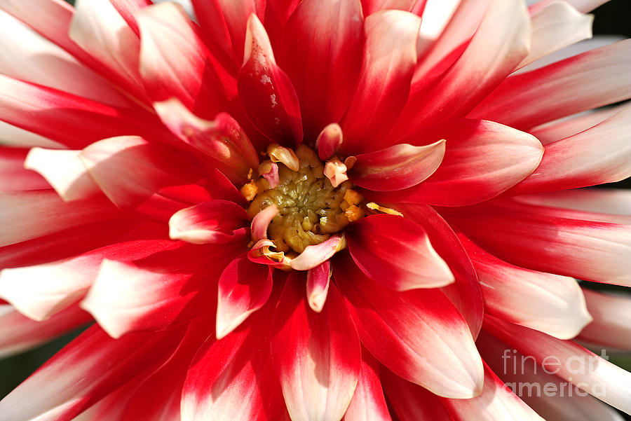 Nature Photograph - Radiant Dahlia by Joy Watson
