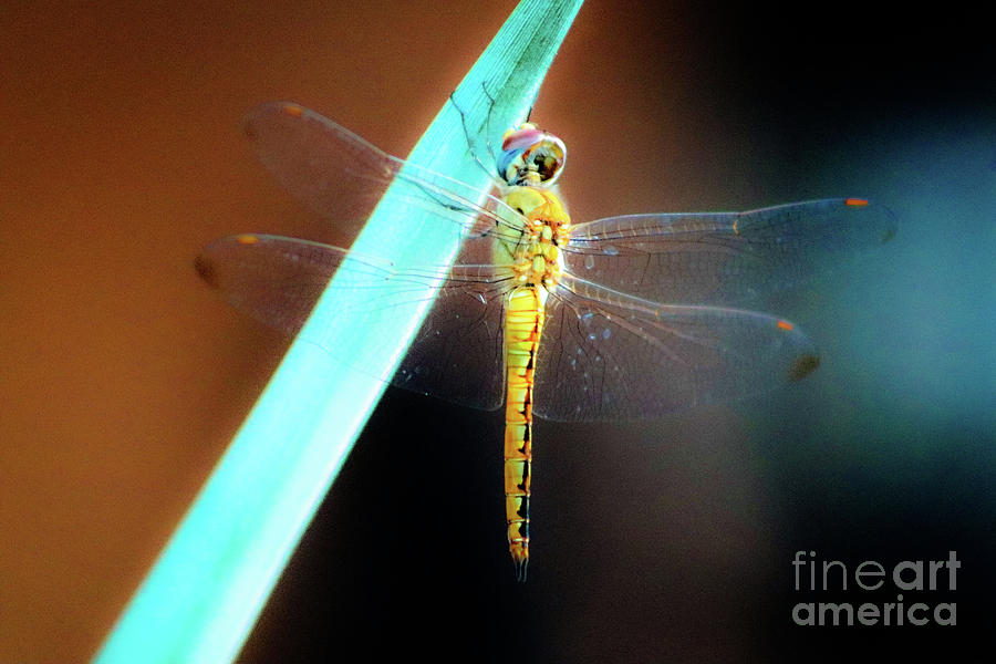 Radiant Dragonfly  Photograph by Mesa Teresita