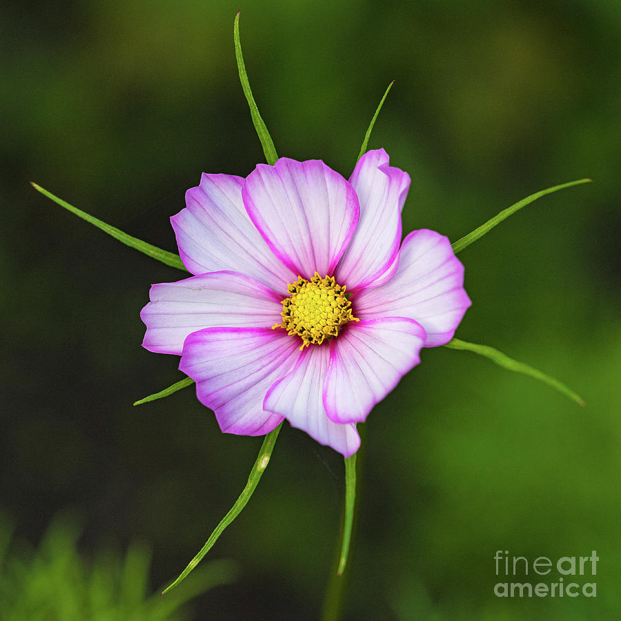 Radiant flower Photograph by Casper Cammeraat