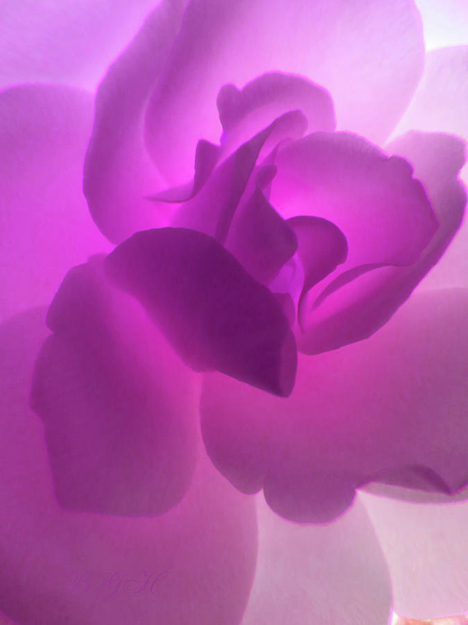 Radiant Pink Glow - Rose Macro - Pink Flowers - Photography Photograph by Brooks Garten Hauschild