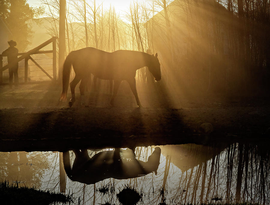 Radiant Horse Photograph by Maria Coulson