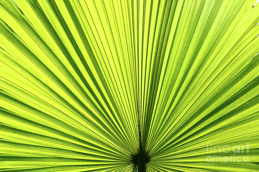 Radiant palm leaf Photograph by James Brunker