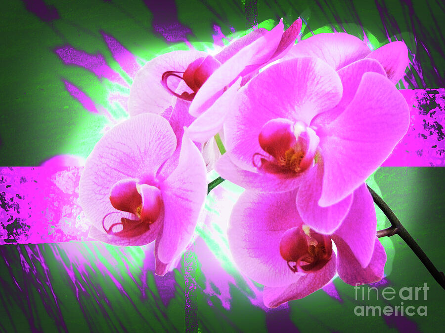 Radiant Pink Orchid Flowers Photograph by Ros Turner - Fine Art America