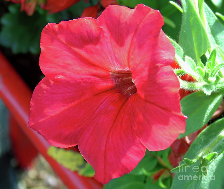 Radiant Red Petunia Photograph by D Hackett