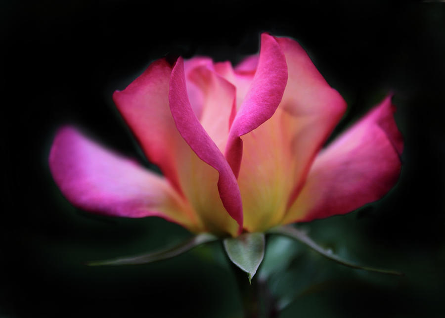 Radiant Rose Photograph by Jessica Jenney