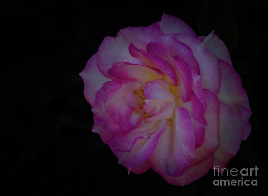 Radiant  Rose Photograph