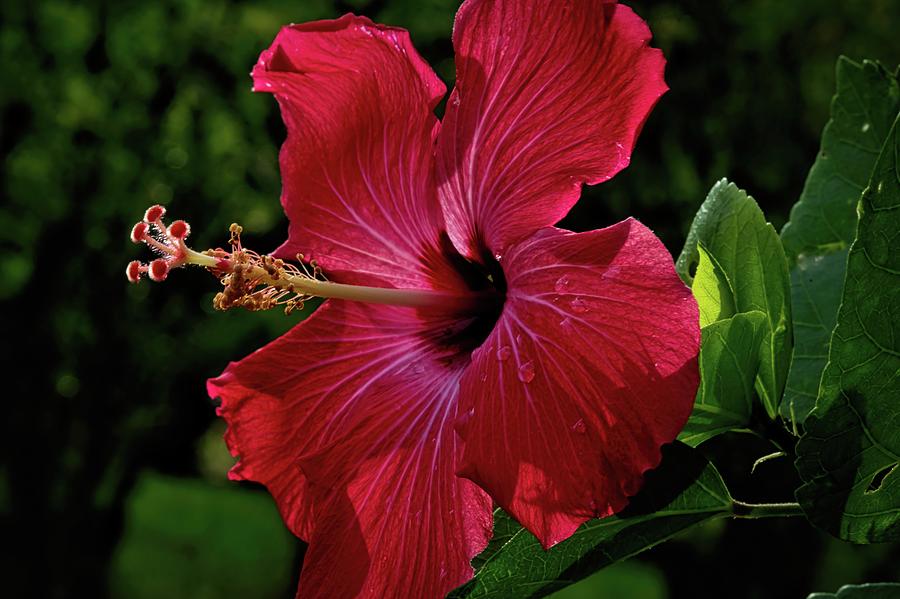 Radiant Ruby Hibiscus Photograph