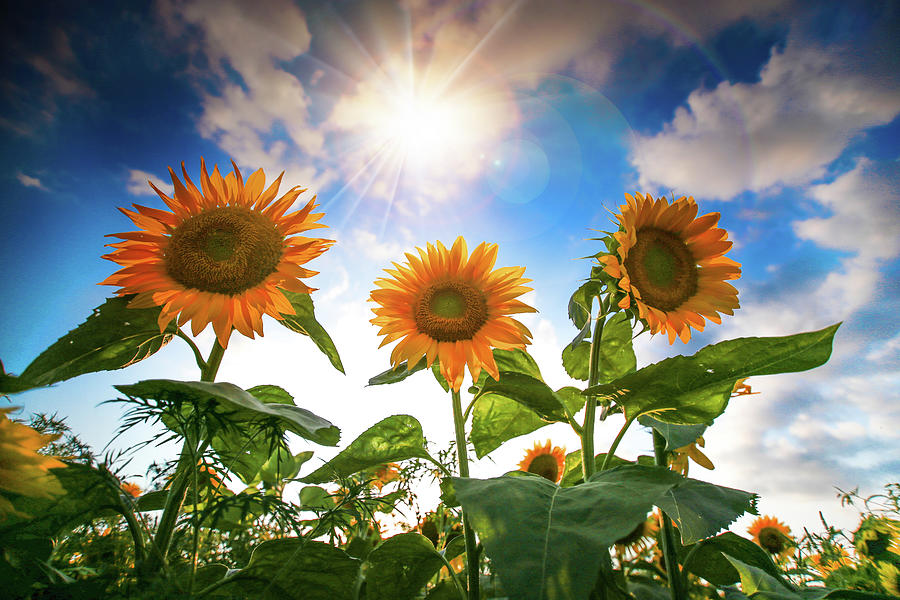 Radiant Sunflowers Photograph by Nicole Engstrom