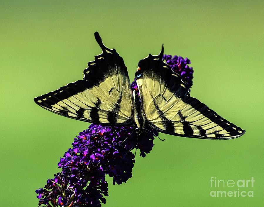 Radiant Eastern Tiger Swallowtail Photograph