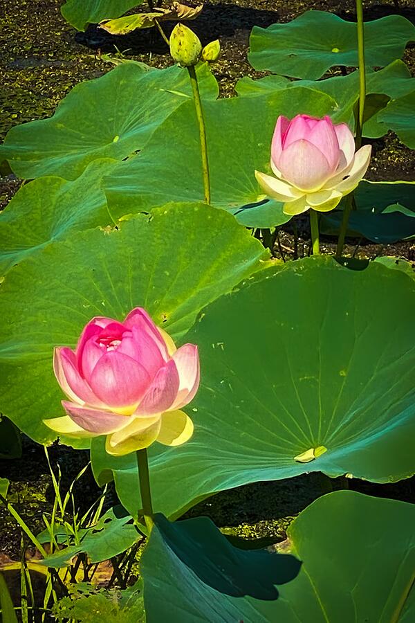 Radiant Waters Blooming Lotus Flowers in Sunlit Serenity Photograph by Travel Essayist Radiant Waters Blooming Lotus Flowers in Sunlit Serenity Photograph by Travel Essayist
