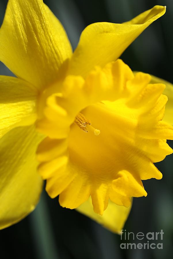 Radiant Yellow Daffodil  Photograph by Joy Watson