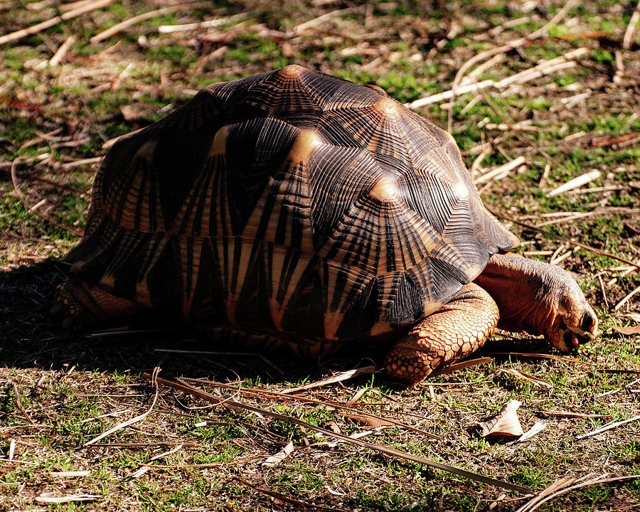 Radiated Tortoise 02 Photograph by Flees Photos