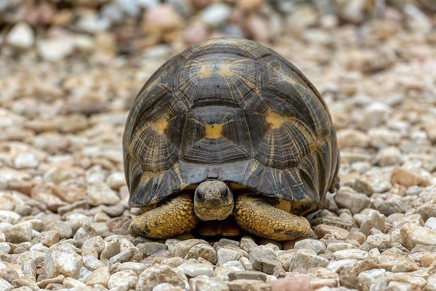 Radiated tortoise, Astrochelys radiata. Antsirabe, Madagascar wildlife ...