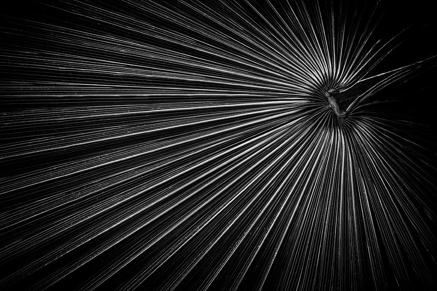 Radiating Lines In Monochrome Photograph by Elvira Peretsman
