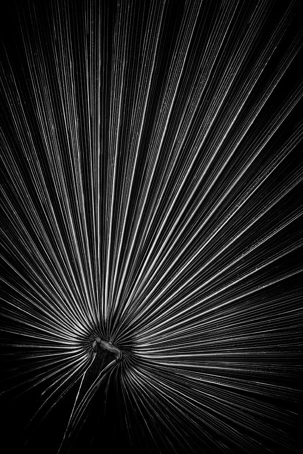 Radiating Lines - Vertical Photograph by Elvira Peretsman