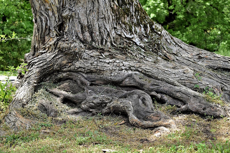 Radically Gnarled Roots Photograph by Kathy K McClellan
