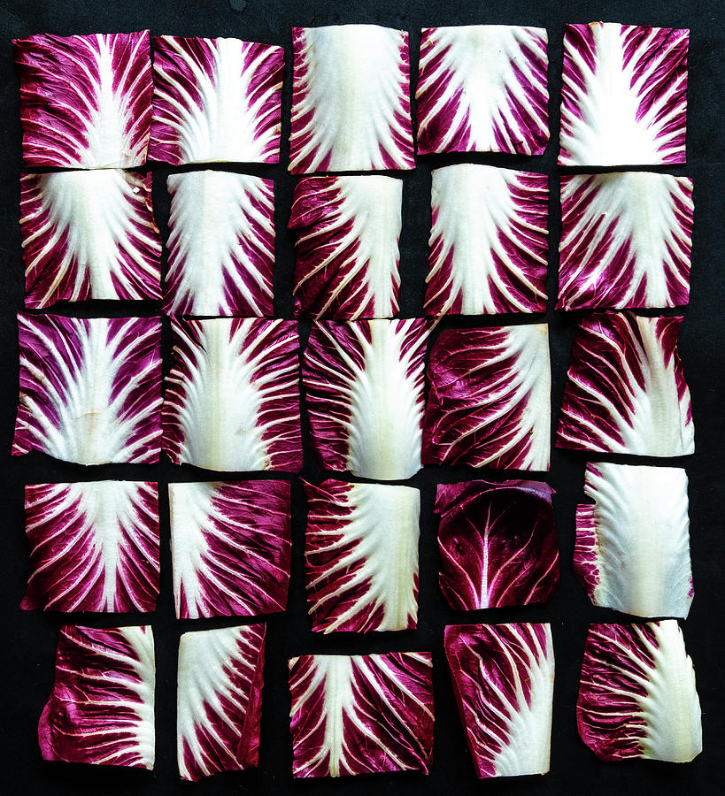 Radicchio Squares by Sarah Phillips Radicchio Squares by Sarah Phillips