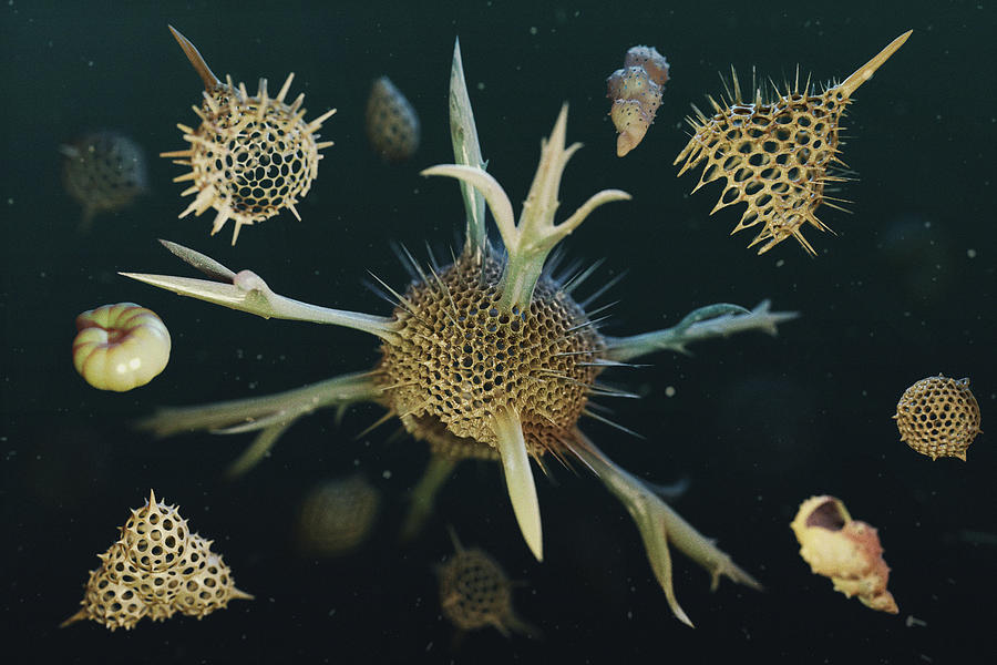 Radiolaria And Foraminifera Digital Art
