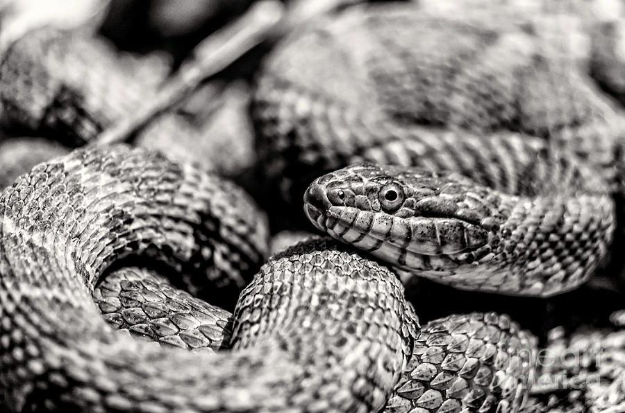 Radnor Lake Northern Water Snake Black And White Photograph By Jeffery 