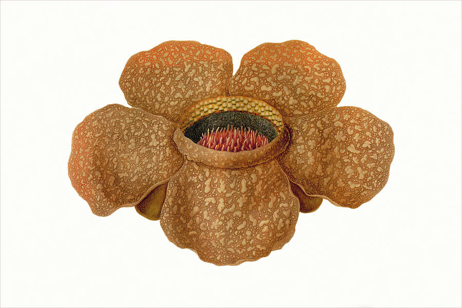 Rafflesia Arnoldii, c1820 Drawing by Franz Bauer - Fine Art America