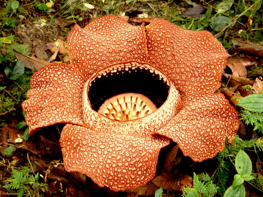 Rafflesia, Sabah Photograph by Rod /