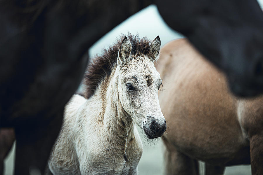 Rafnar - Horse Art Photograph by Lisa Saint