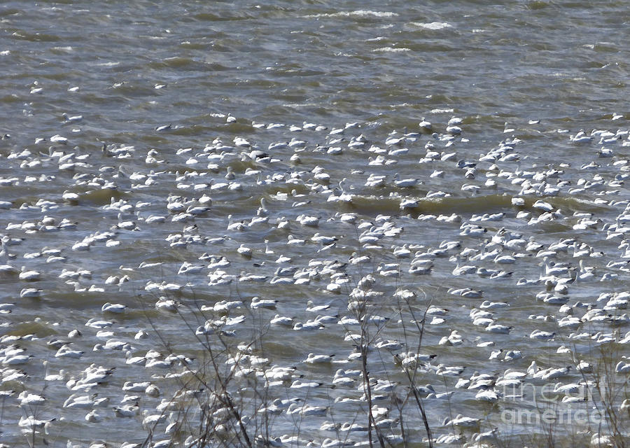 Raft Of American White Pelicans Photograph
