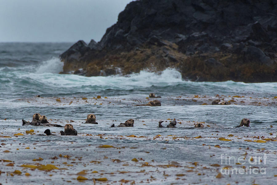 Raft of Sea Otters in Sitka Photograph by Nancy Gleason