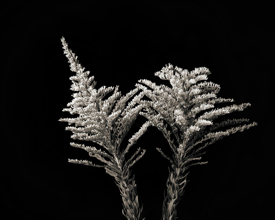 Rag Weed in Black and White  2053.205 Photograph by M K Miller