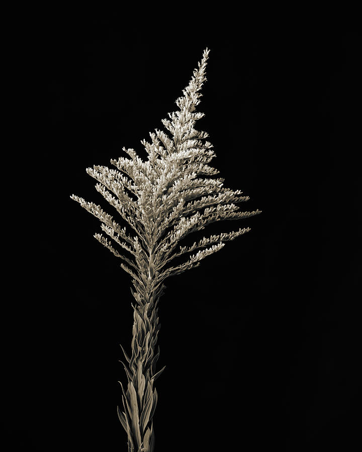 Rag Weed in Black and White  2053.208 Photograph by M K Miller