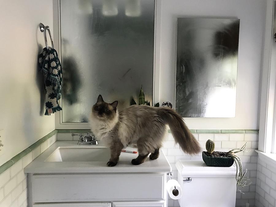 Ragdoll Cat Exploring a Steamy Bathroom Photograph by Cyndi Monaghan