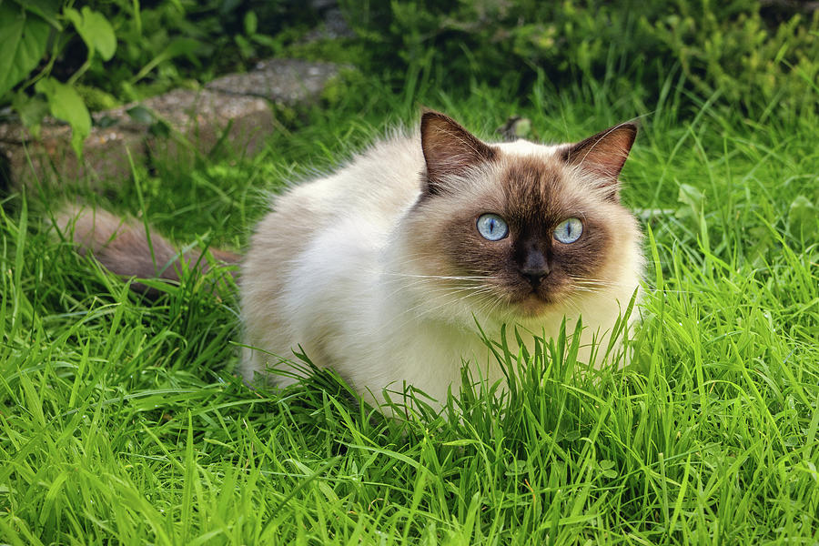 Ragdoll Cat Photograph by Maria Meester