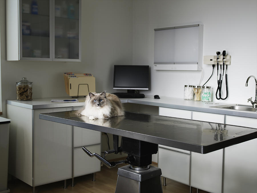 Ragdoll cat sitting on veterinarian exam table Photograph by Thomas Barwick