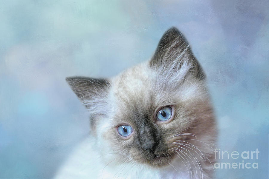 Ragdoll Kitten Mixed Media by Elisabeth Lucas - Fine Art America