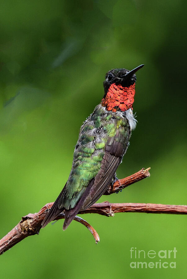 Ragged But Beautiful Adult Male Ruby-throated Hummingbird Photograph