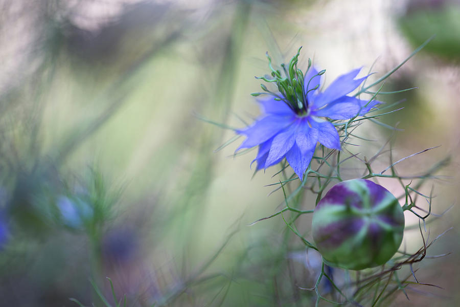 Ragged lady summer flower Photograph by Dirk Ercken